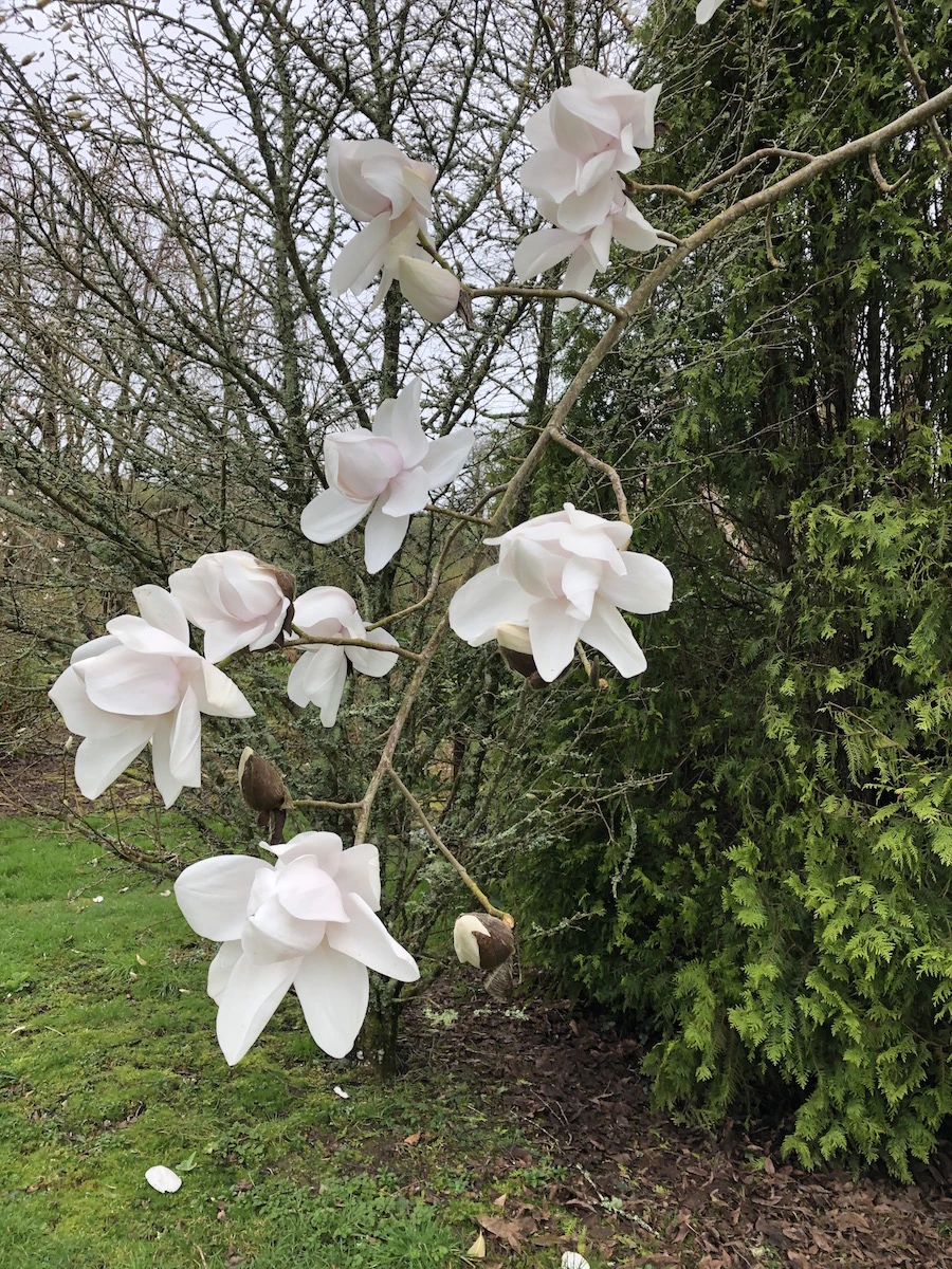 campbellii ssp mollicomata Sir Harold Hillier